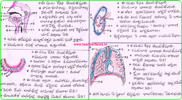 10th SSC Biology Diagrams Public Exam for AP / TS Students March (CBSE Syllabus)